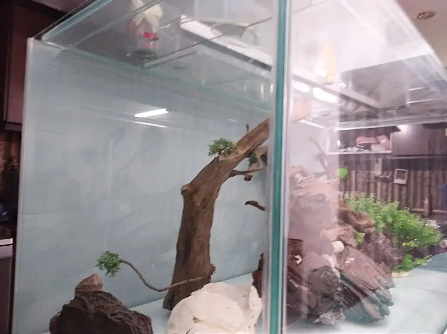 آکواریوم پلنت|ماهی|مشهد, امیریه|دیوار