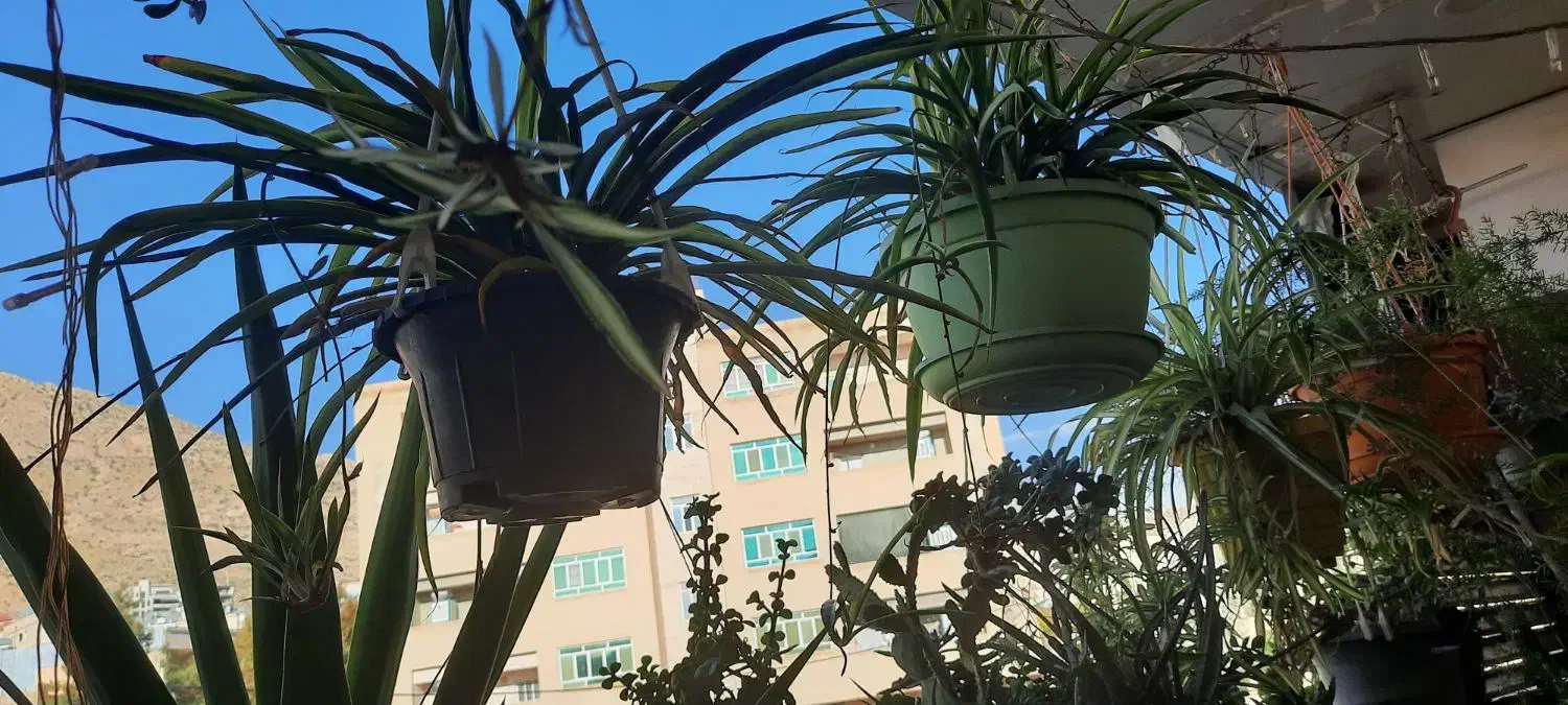 گل و گلدان|گل و گیاه طبیعی|صدرا-فارس, فاز ۱|دیوار