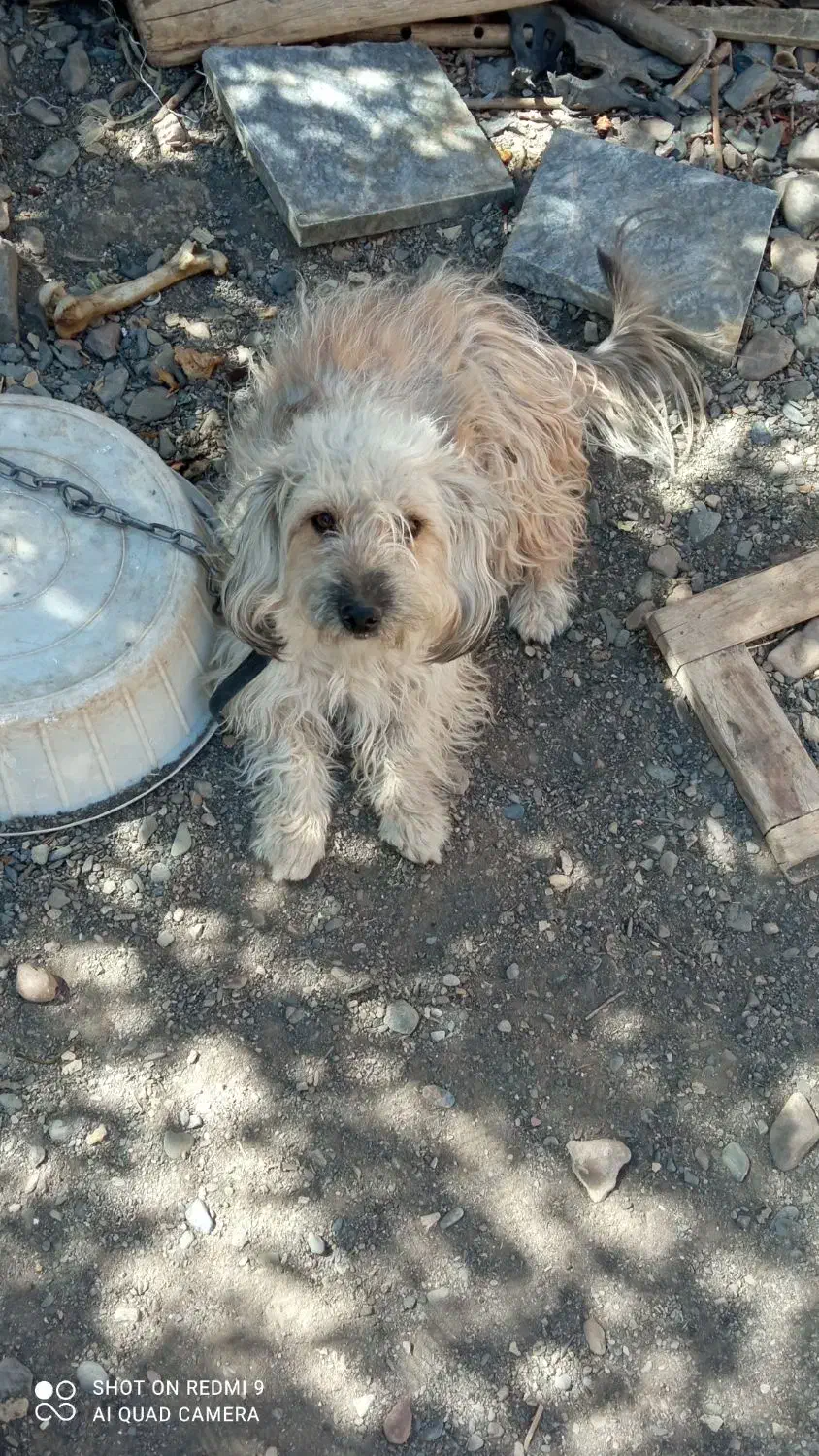 پاکوتاه ماده|سگ|مشهد, کارده|دیوار