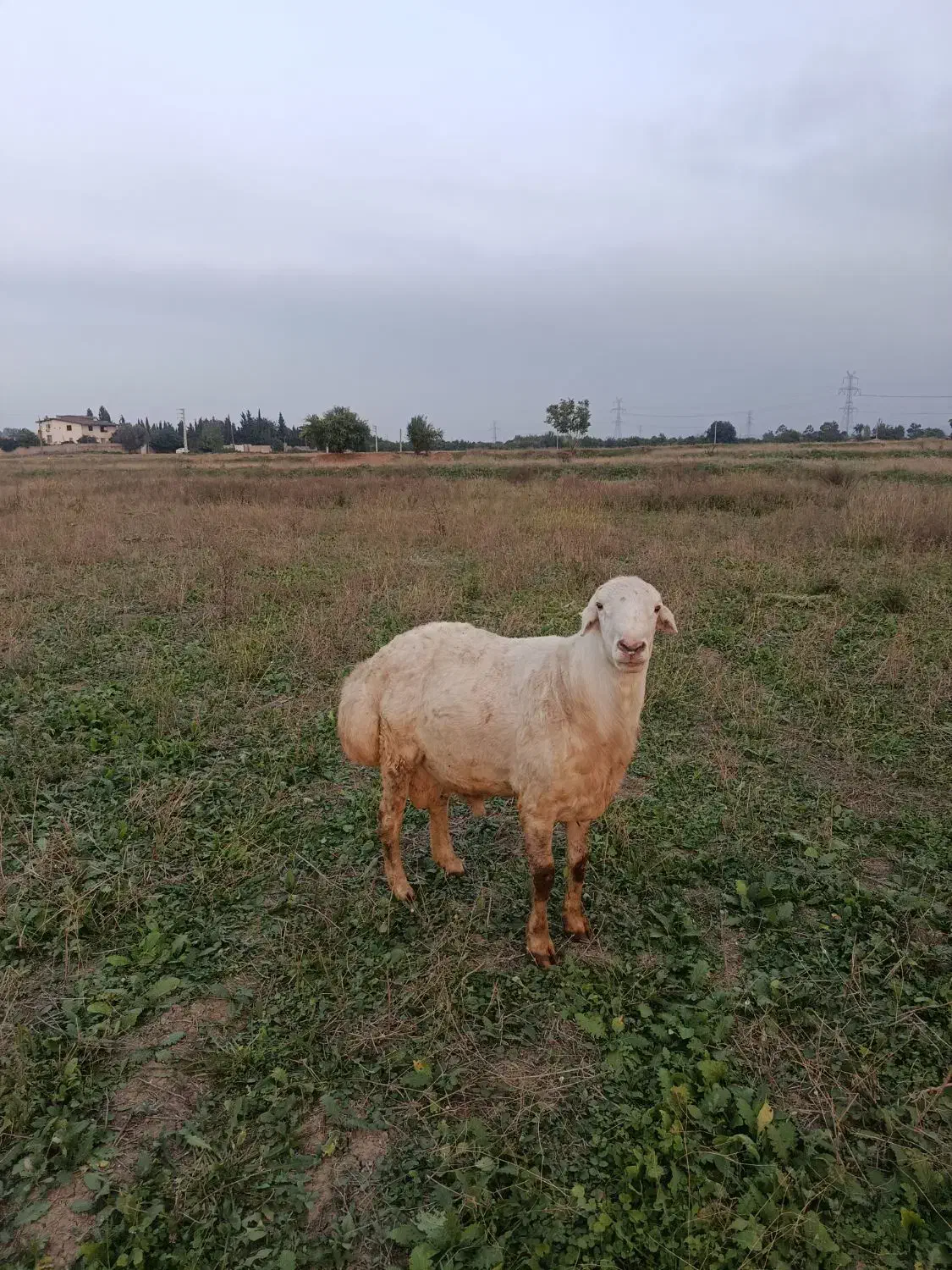 قوچ گوسفند نر سفید|حیوانات مزرعه|فرح آباد, |دیوار