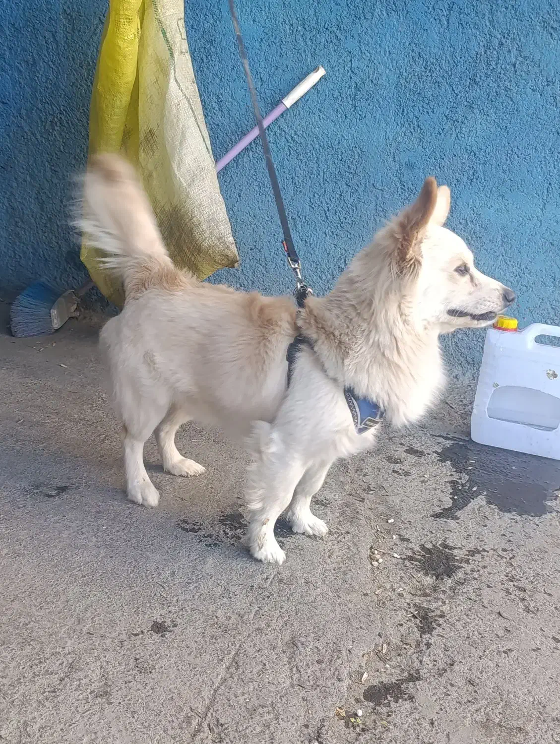 واگذاری|سگ|خمین, |دیوار