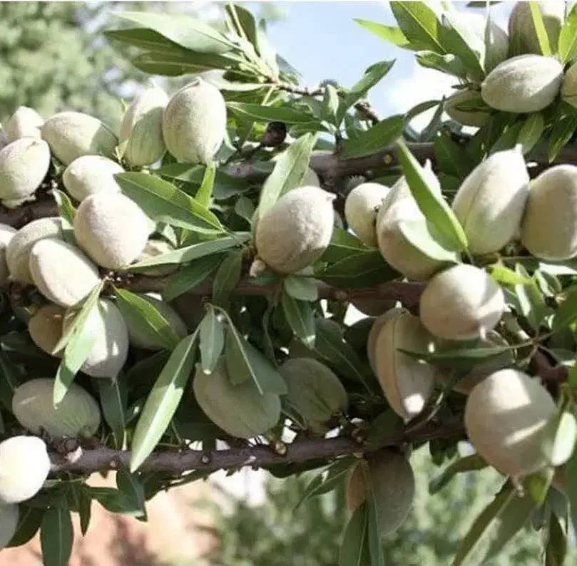 پیش فروش نهال بادام شمشیری|خدمات باغبانی و درختکاری|اژیه, |دیوار