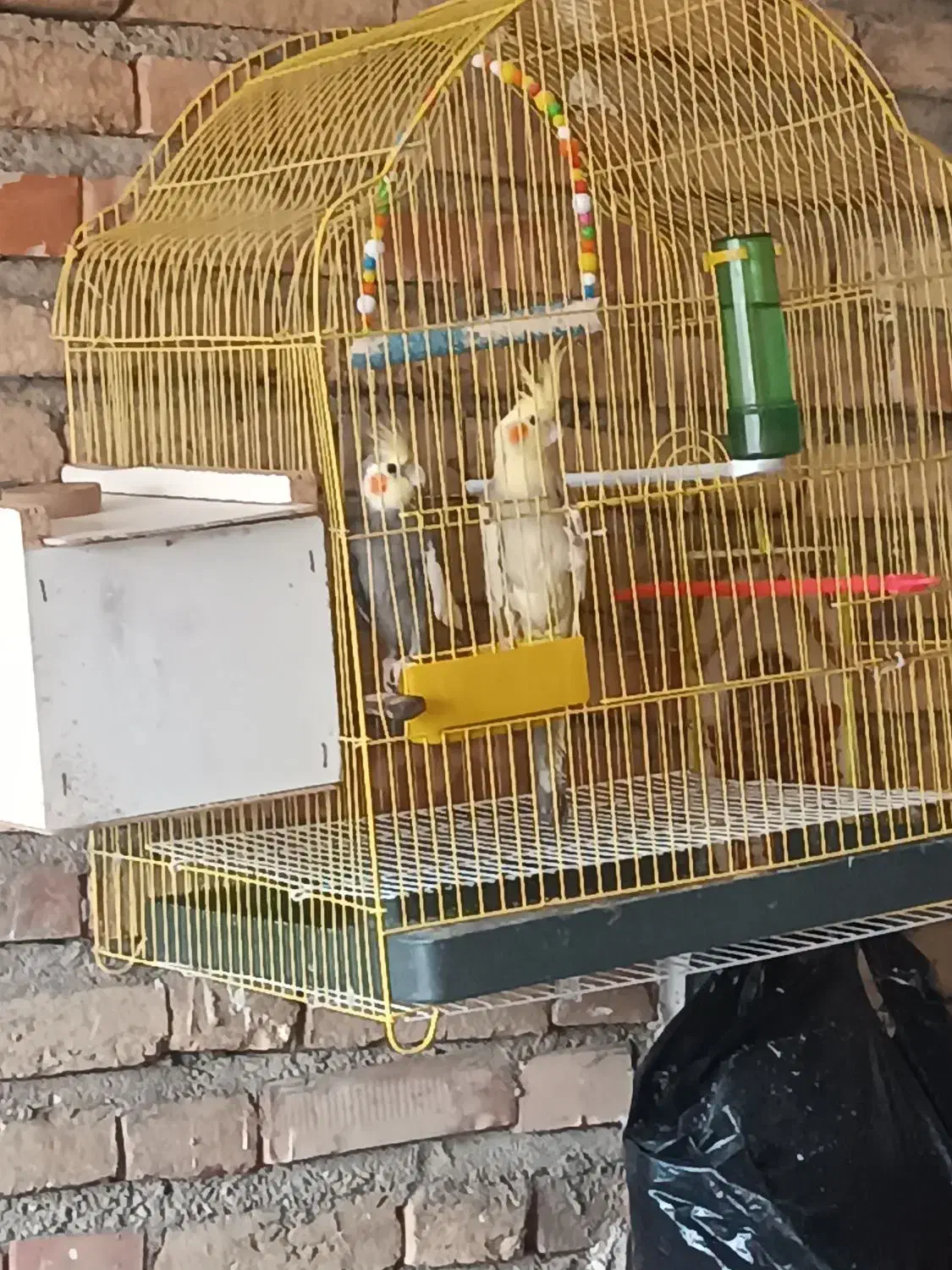 عروس هلندی آماده تخم گذاری|پرنده|سراب, |دیوار