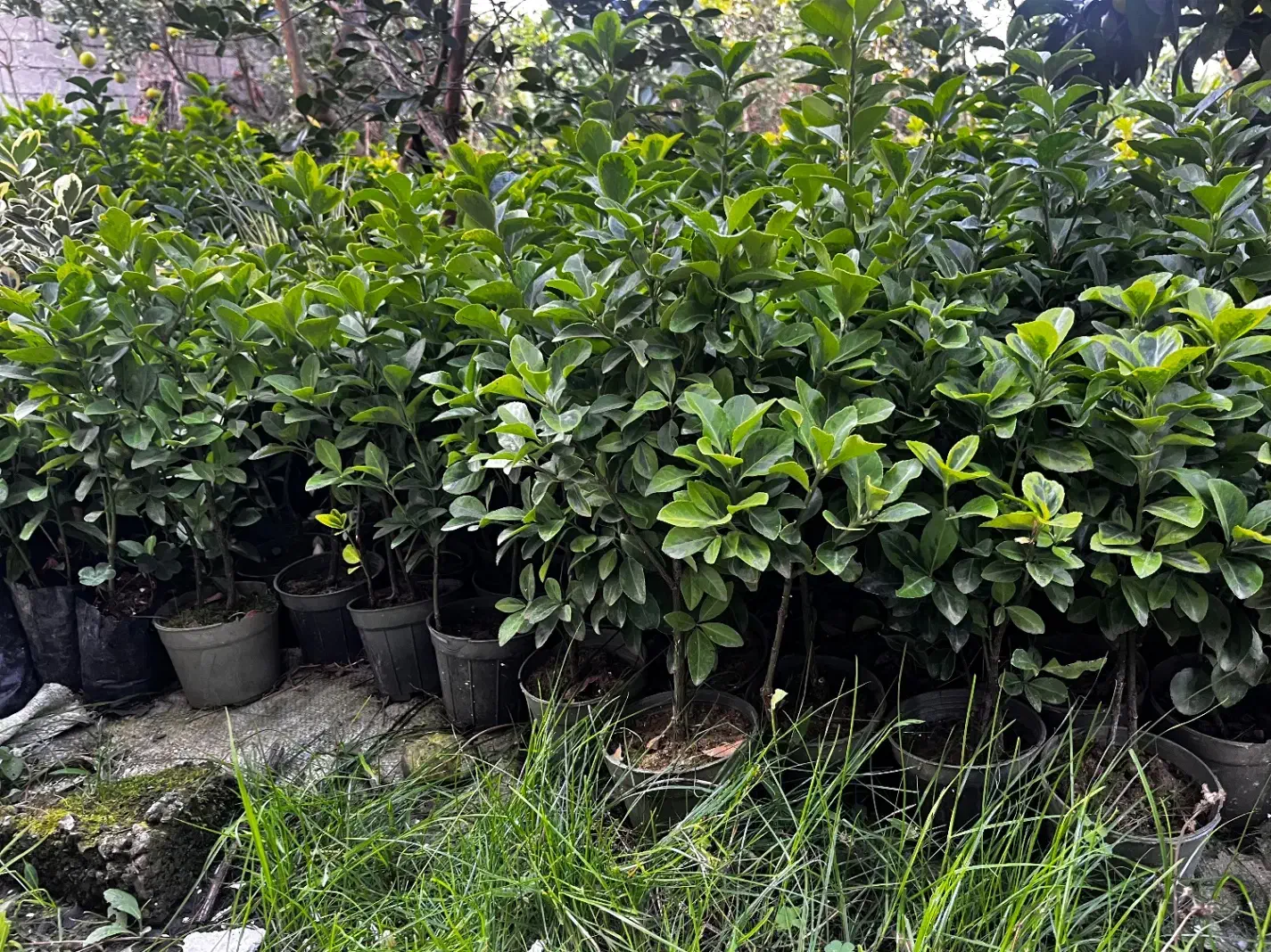 گل یاس و شمشاد|گل و گیاه طبیعی|رامسر, |دیوار