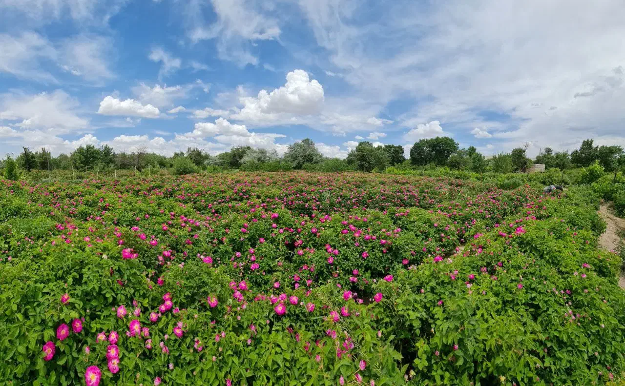 نهال بادام|حراج|آذرشهر, |دیوار