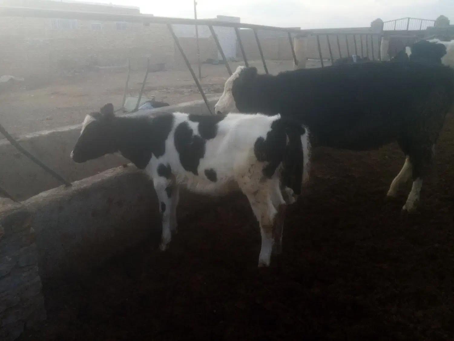 گوساله ماده گاو شیری|حیوانات مزرعه|پائین جام, |دیوار