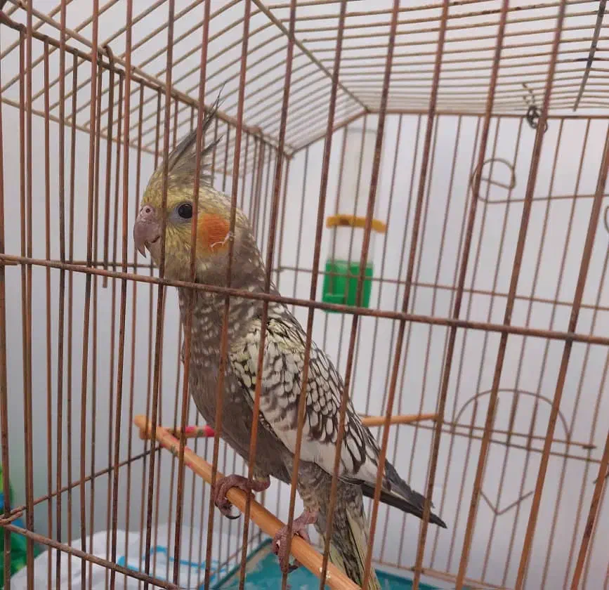 گمشده|حیوانات|درودزن, |دیوار