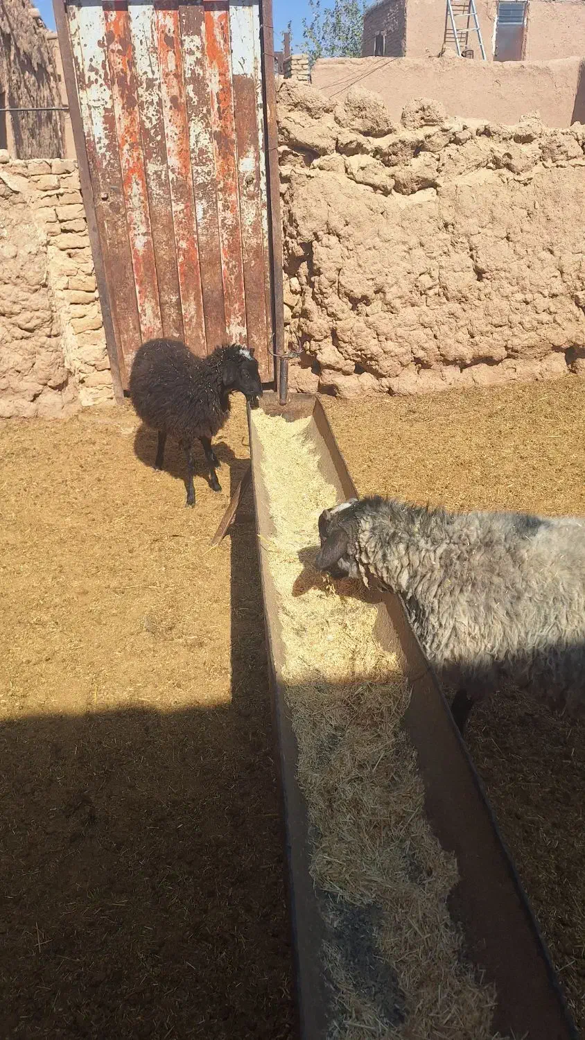 فروش دوعدد بره رومانف اصل|حیوانات مزرعه|تربتحیدریه, ۴۵ متری|دیوار