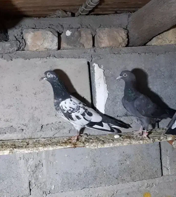 کفتر پاکستانی|پرنده|میناب, |دیوار