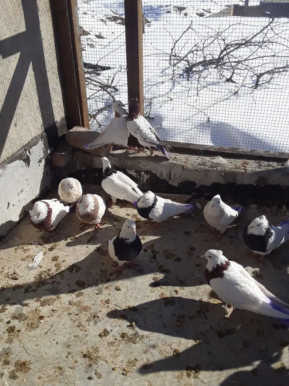 بیست عدد کبوتر طوقی|پرنده|بستان آباد, |دیوار