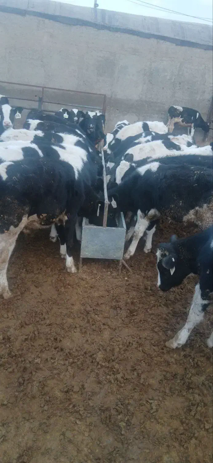 گوساله نر هلشتاین ۱۳۰ کیلو|حیوانات مزرعه|قم, پردیسان|دیوار