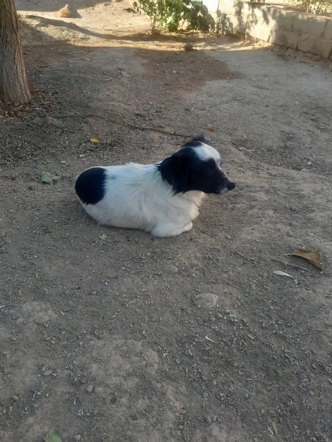 سگ پاکوتاه حرف گوش کن خوب|سگ|سبزوار, رباط|دیوار