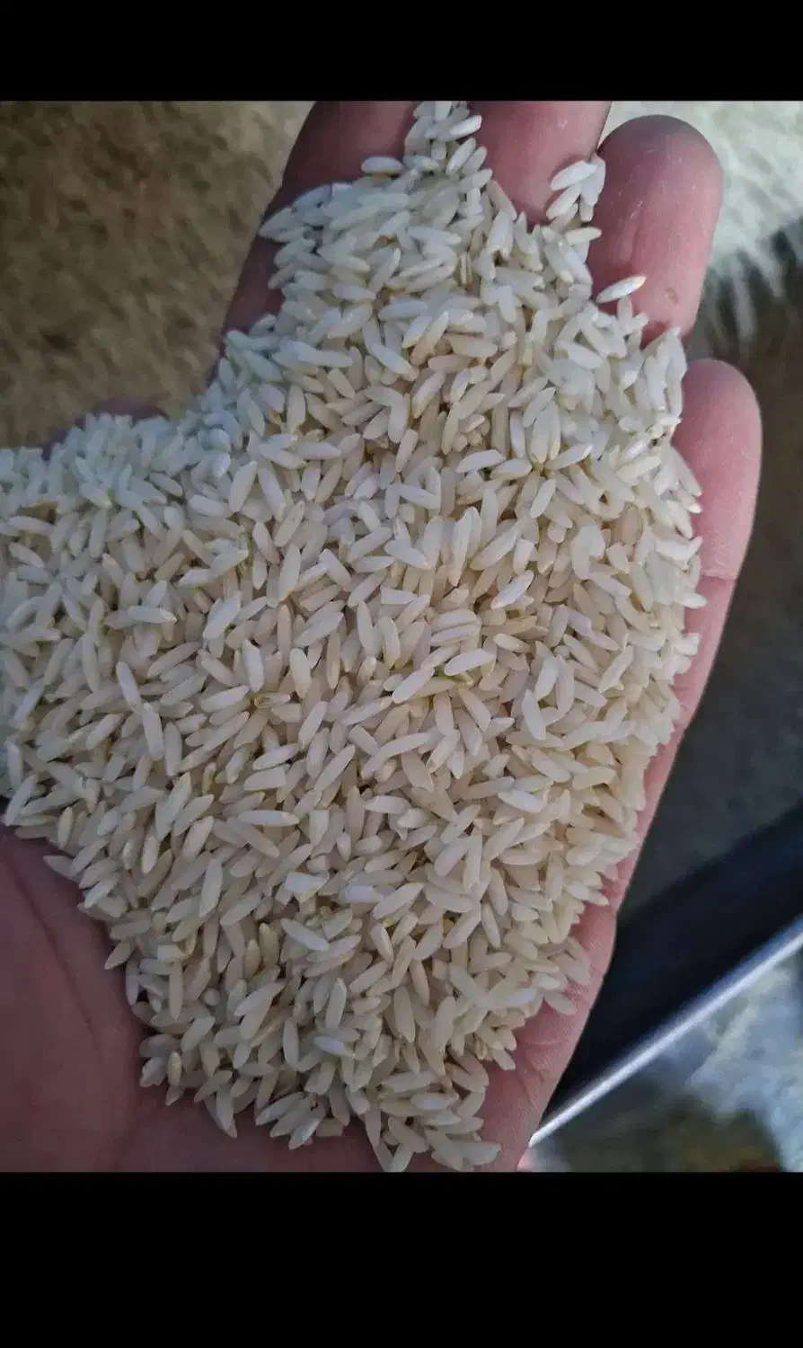 فروش برنج محلی|عمدهفروشی|دورود, |دیوار