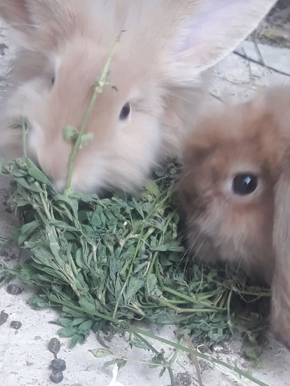 دو عدد خرگوش لوپ|موش و خرگوش|شوشتر, |دیوار