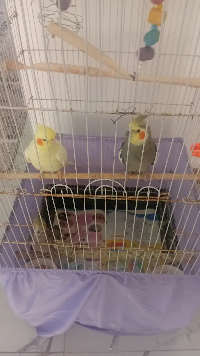 عروس هلندی|پرنده|لاهیجان, گلستان|دیوار