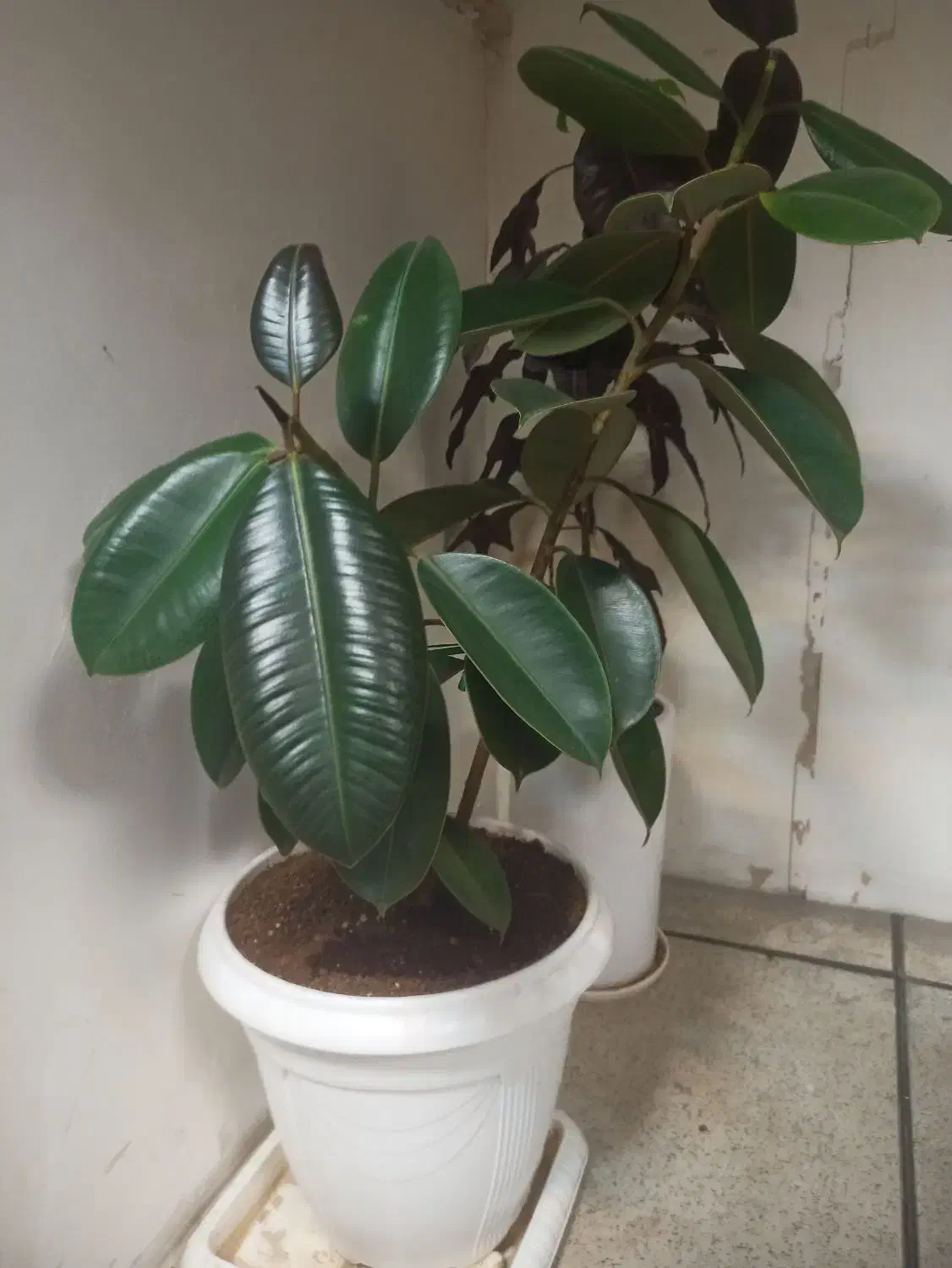 گل و گیاه آپارتمانی|گل و گیاه طبیعی|قم, ارم|دیوار