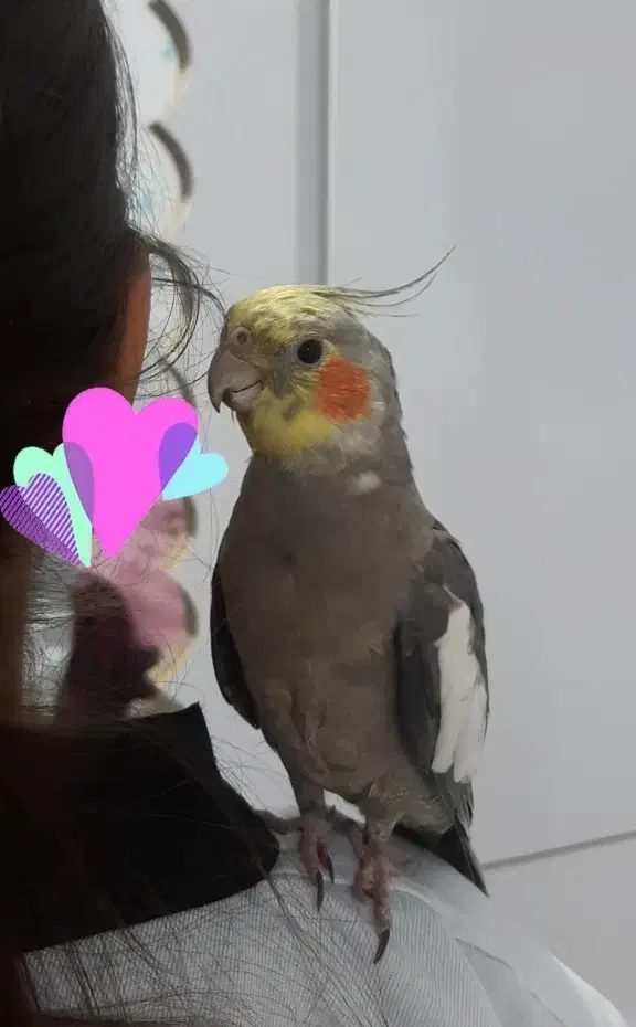 دروازه گم شده.عروس هلندی|حیوانات|شوشتر, |دیوار