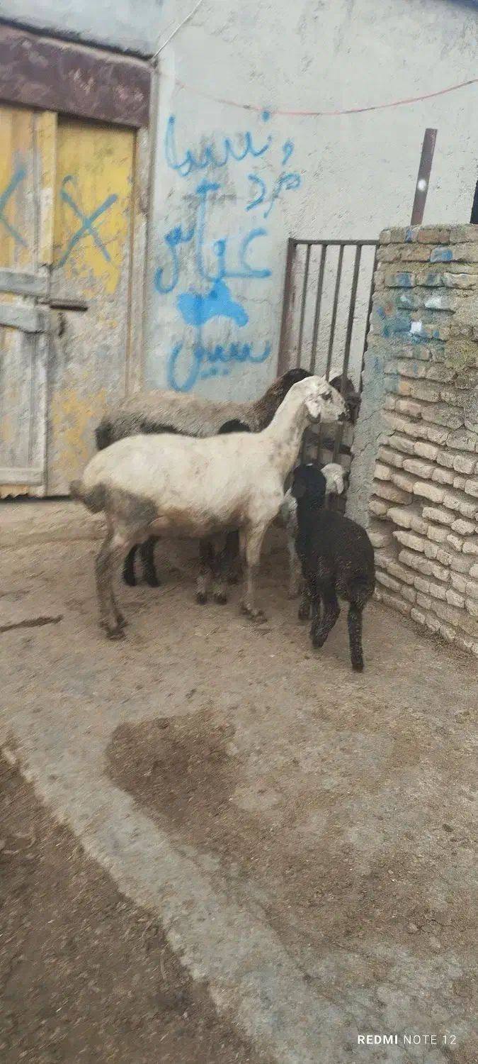 گوسفند|حیوانات مزرعه|سیمین شهر, |دیوار