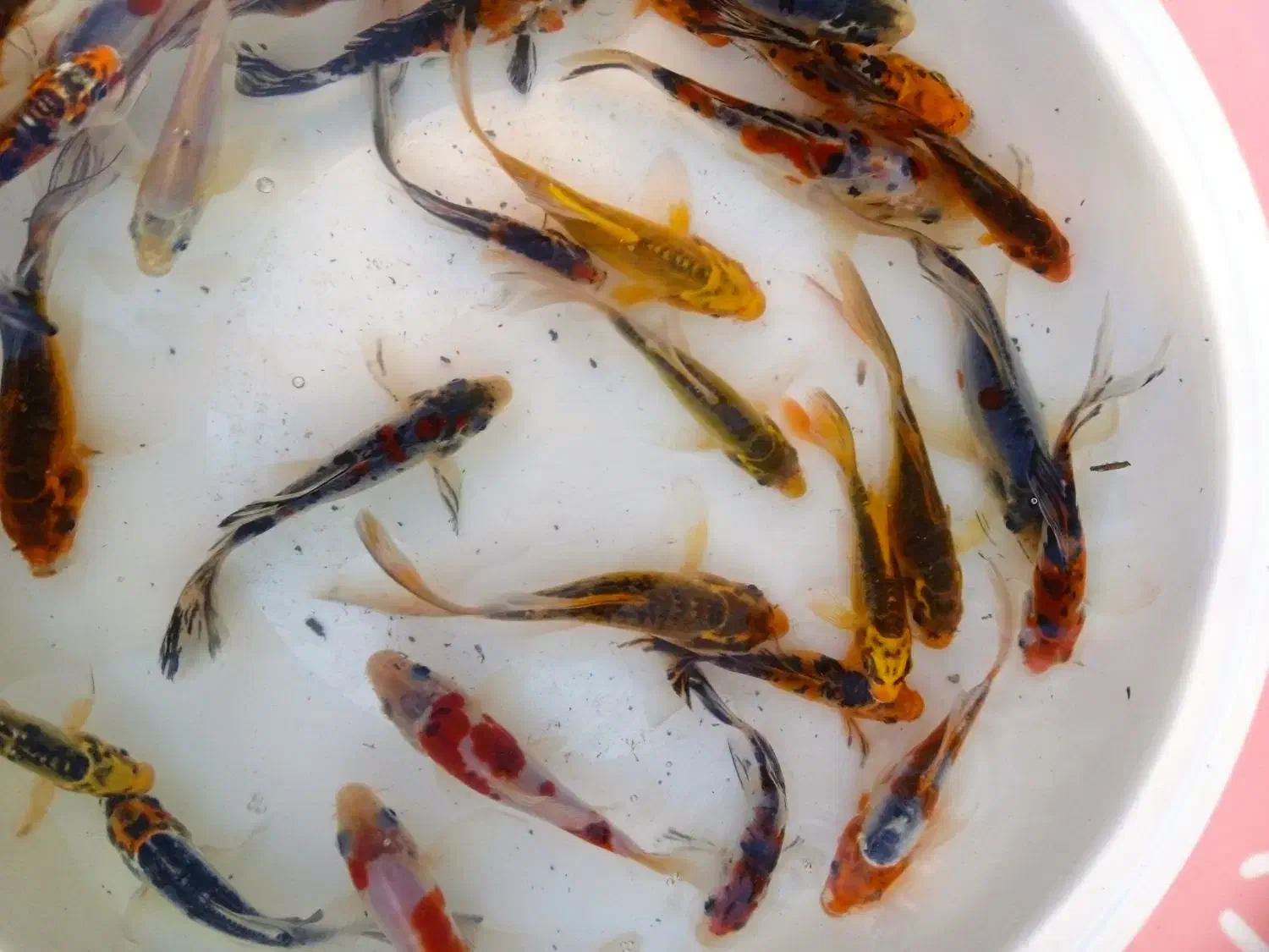 ماهی زینتی کوی|ماهی|دزفول, |دیوار