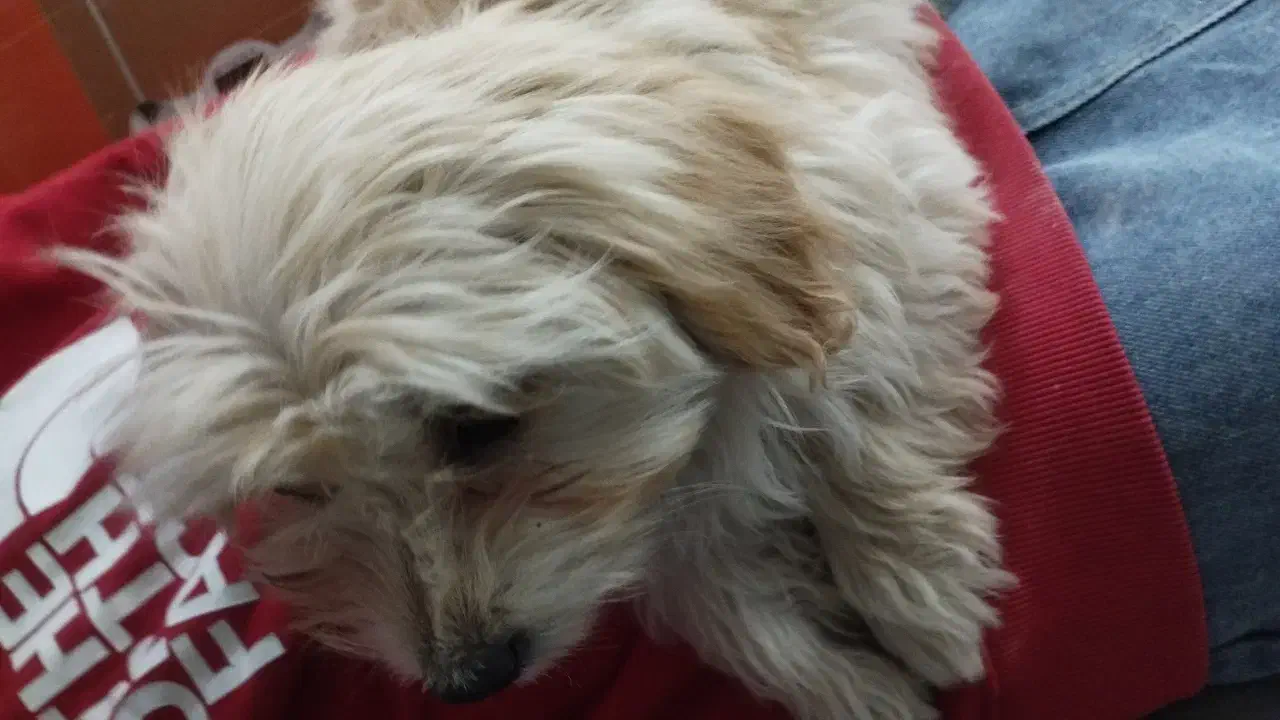 سگ با هوش|سگ|کهریزک, |دیوار