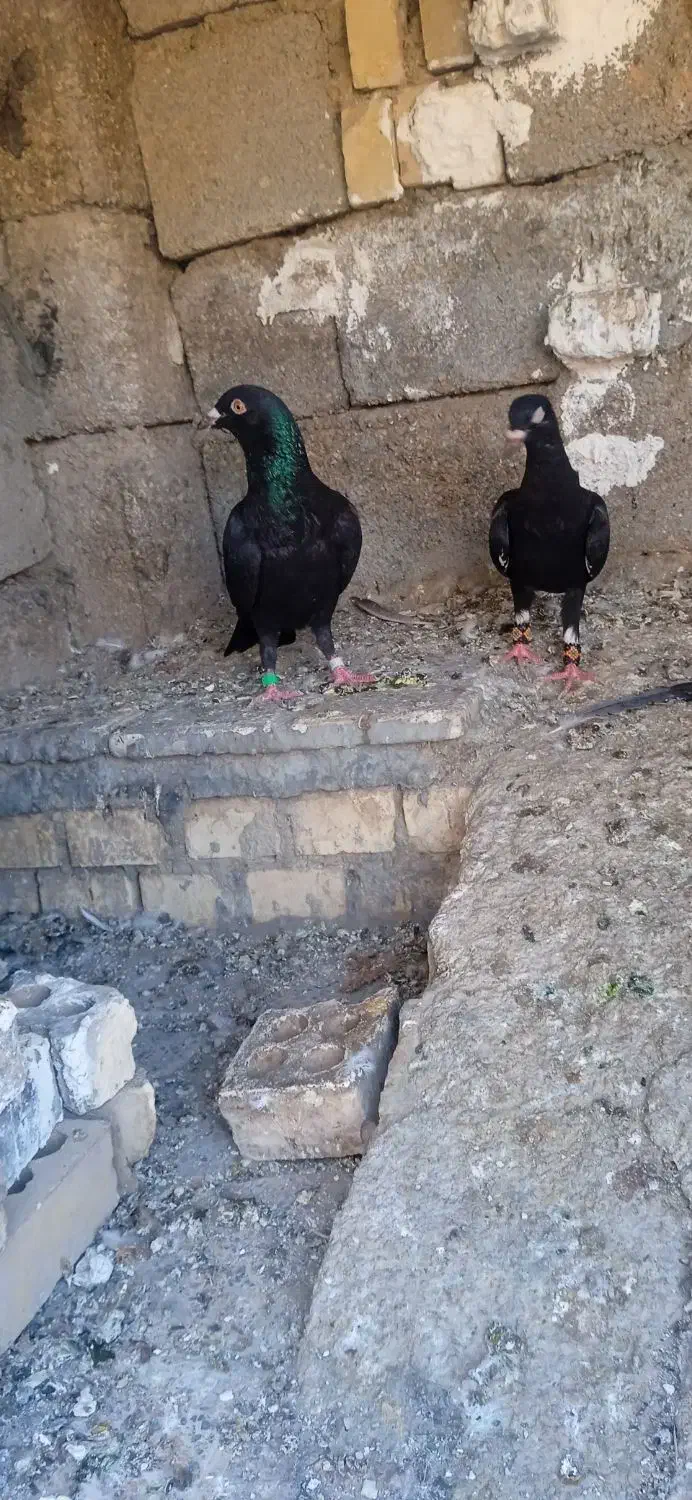 کبوتر رنگی|پرنده|امیدیه, |دیوار