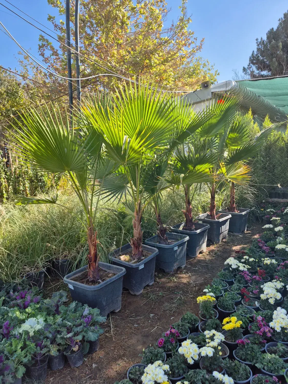 درخت نخل پالم بادبزنی *گلخانه من*|گل و گیاه طبیعی|بیرجند, |دیوار