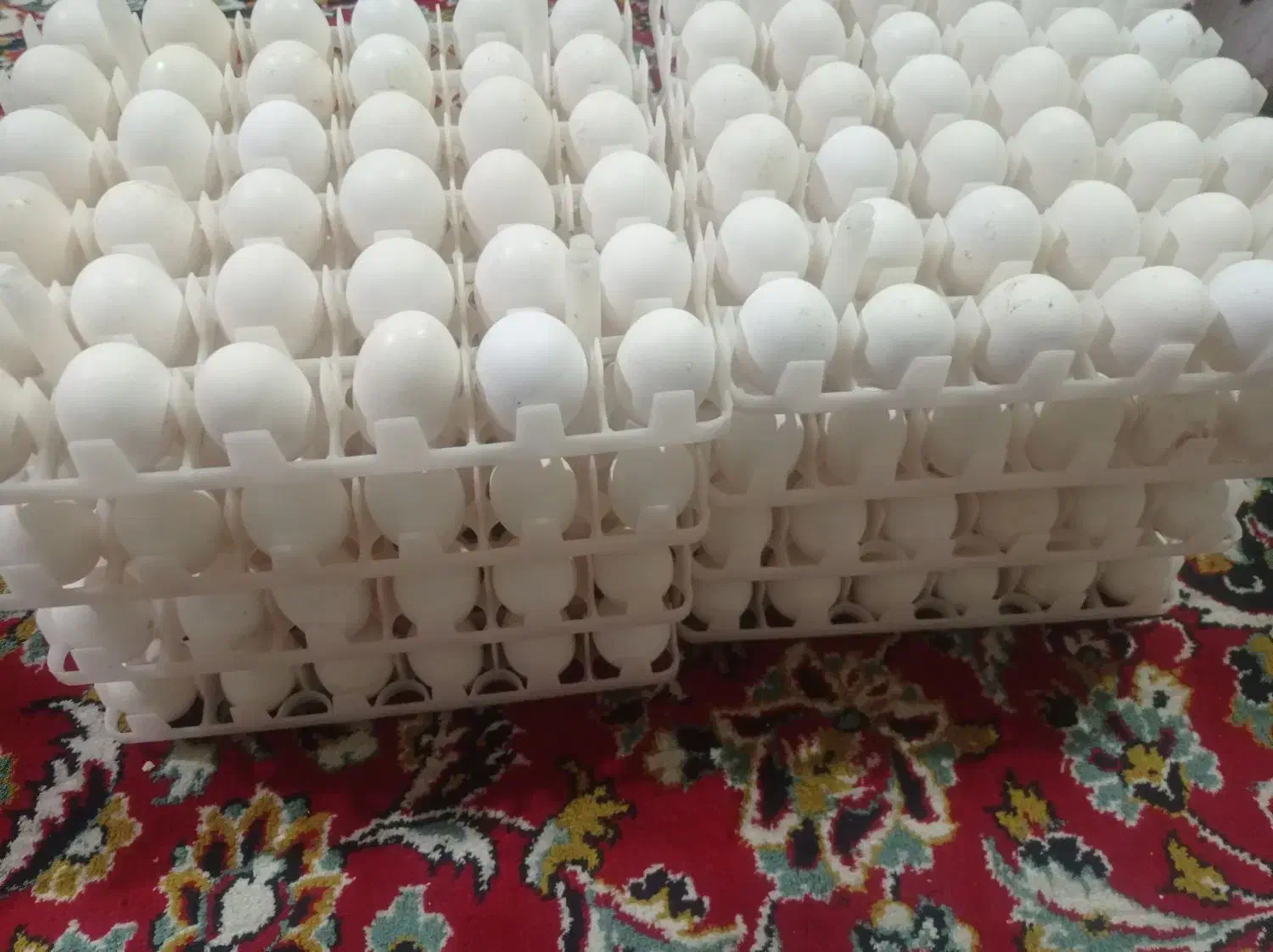 فروش دستگاه جوجه کشی فاخته 1008|لوازم جانبی حیوانات|یاسوج, |دیوار