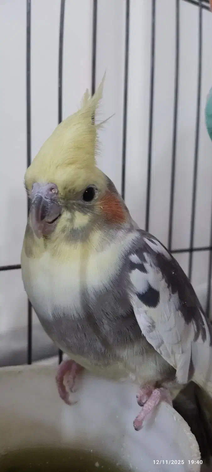 یه جفت عروس هلندی|پرنده|رودهن, |دیوار