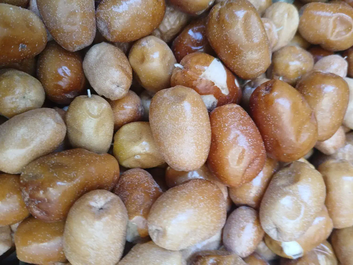 سنجد خشک شده امسال|خوردنی و آشامیدنی|شیراز, درکی|دیوار