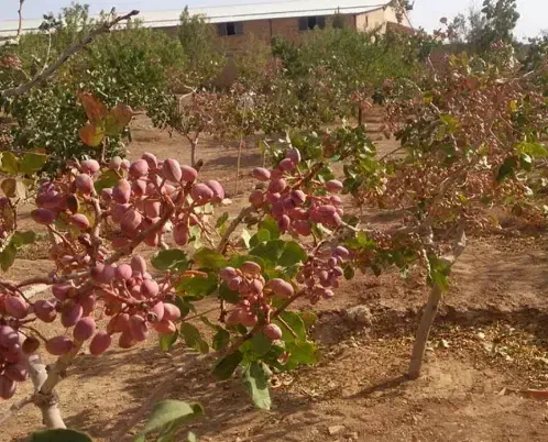 زمین پسته حسین آباد چاه امید|فروش دفتر صنعتی، کشاورزی، تجاری|شهر بابک, |دیوار