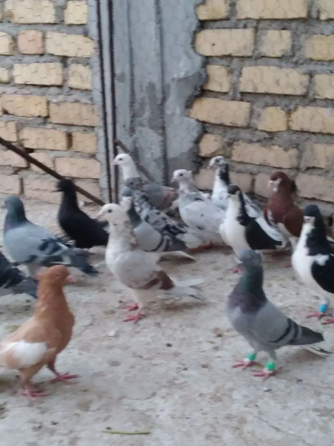 کبوتر بهبهونی شهری|پرنده|شیراز, دروازه اصفهان|دیوار