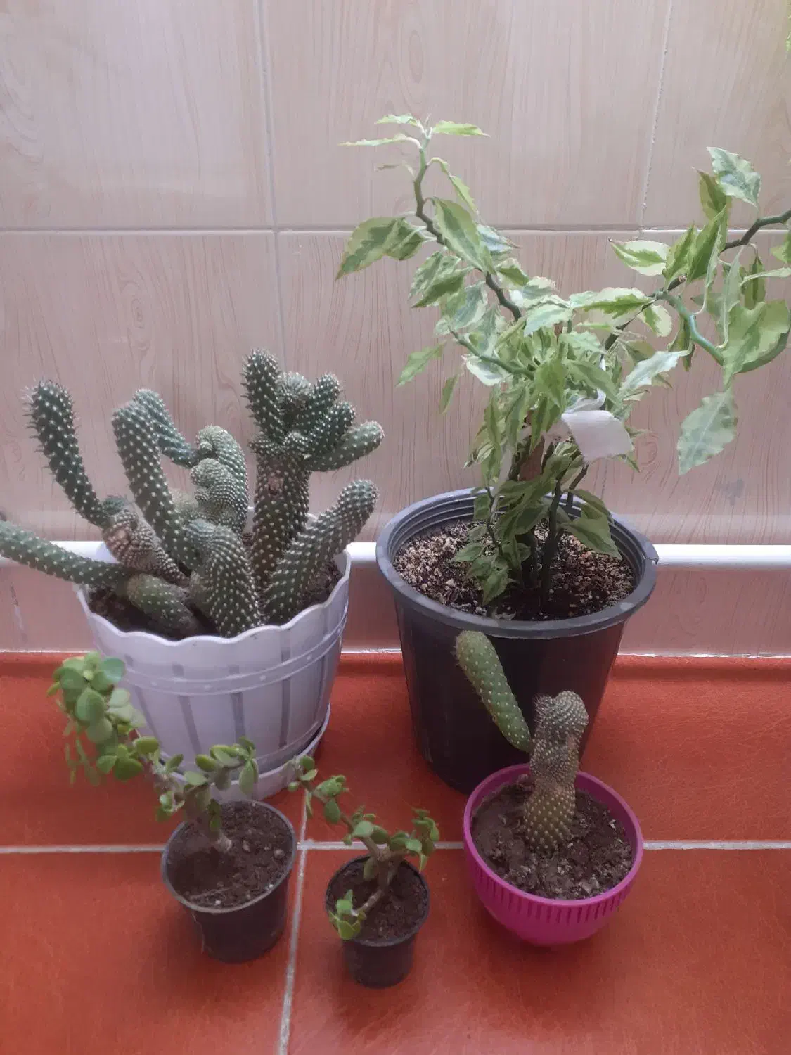 گل های طبیعی|گل و گیاه طبیعی|اردبیل, |دیوار