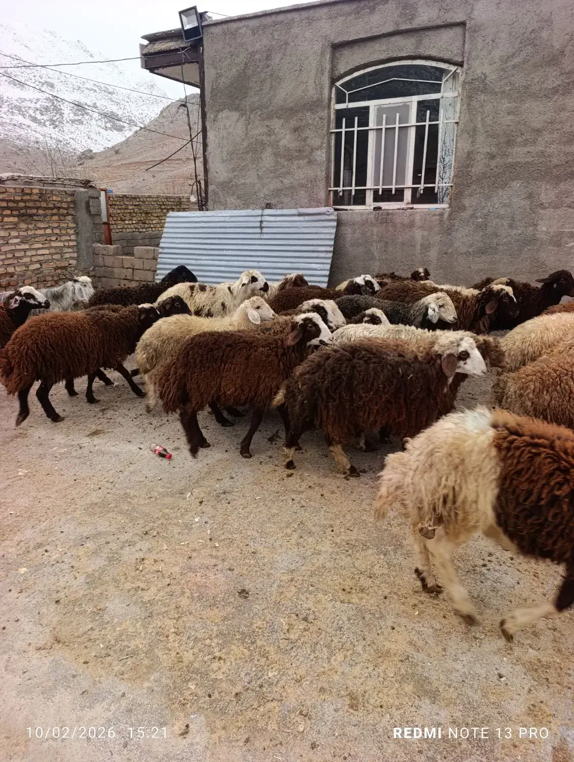 بره‌ نر|حیوانات مزرعه|بیرانوند, |دیوار