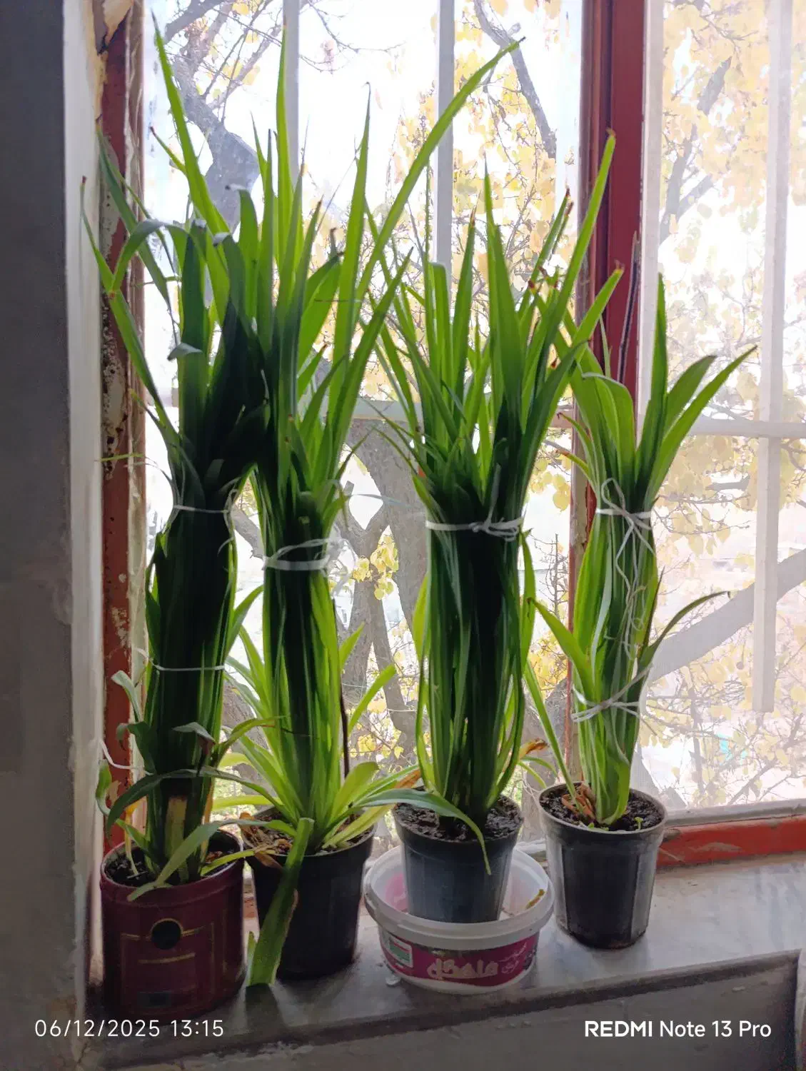 گل گندمی زیبا|گل و گیاه طبیعی|طرقبه, |دیوار