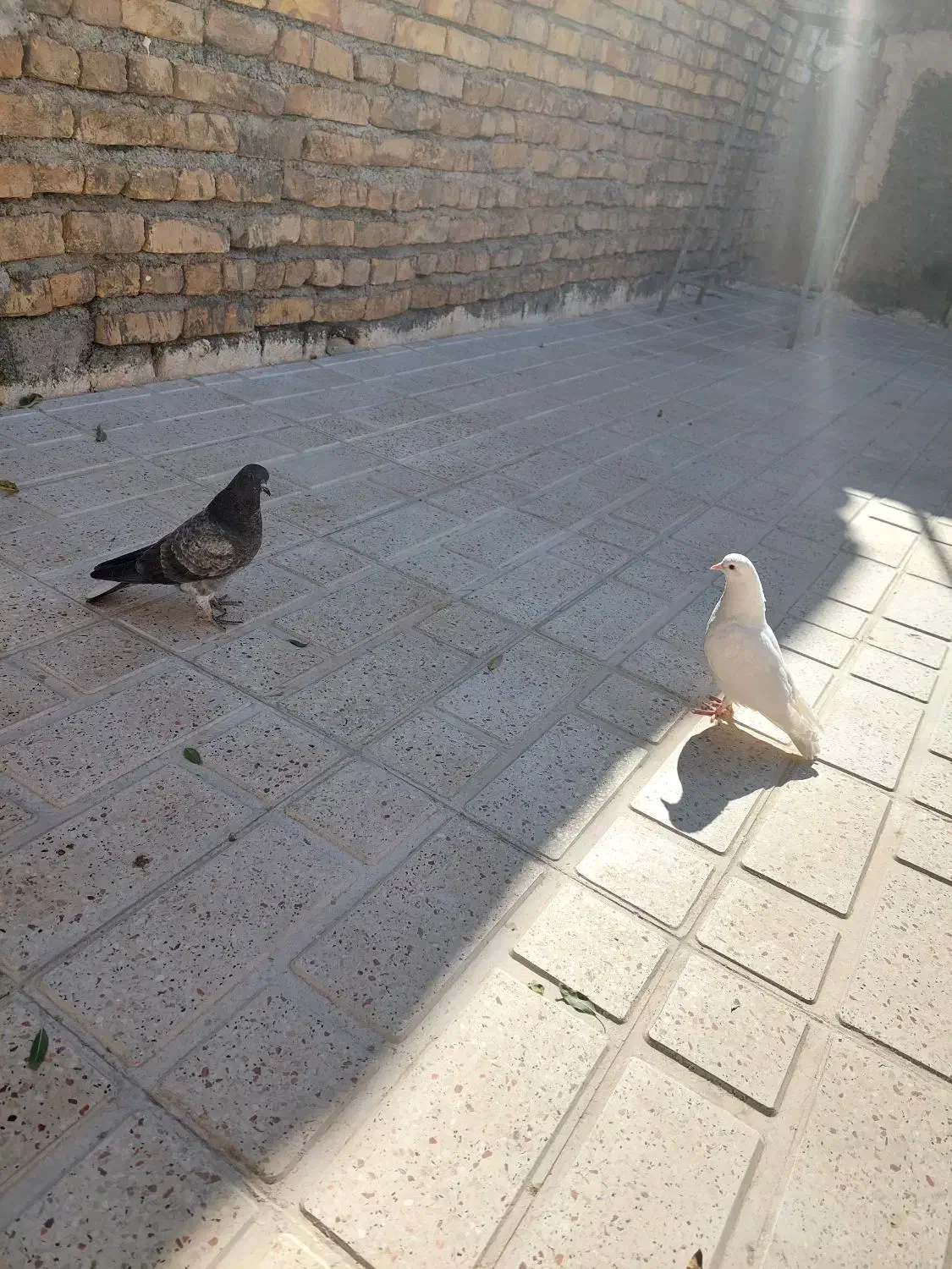 فروش دو عدد جوجه کبوتر|پرنده|خوانسار, |دیوار