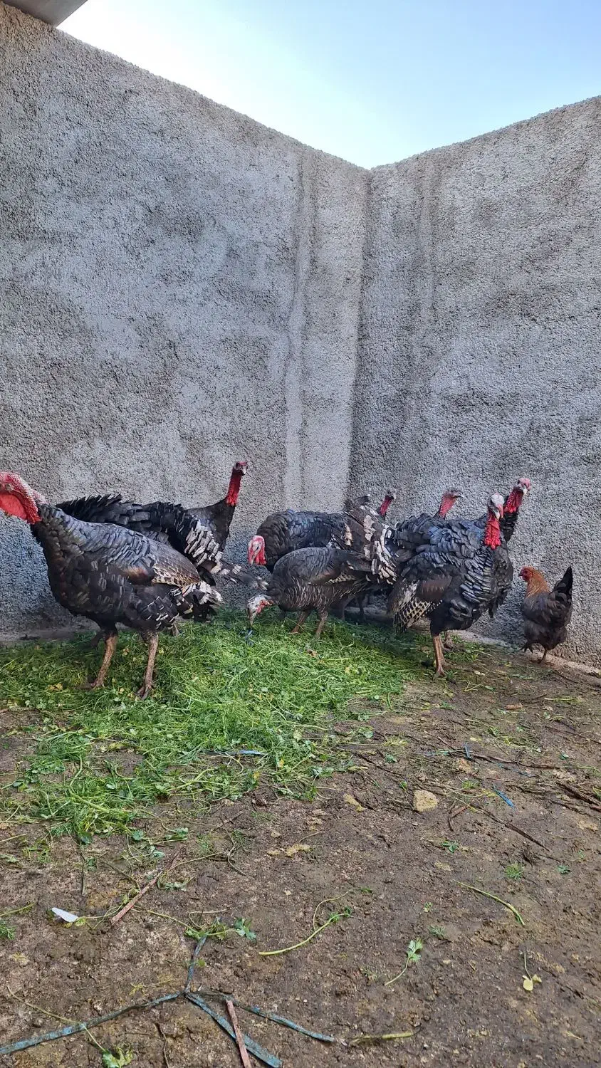 بوقلمون محلی|حیوانات مزرعه|کرج, اخگرآباد|دیوار