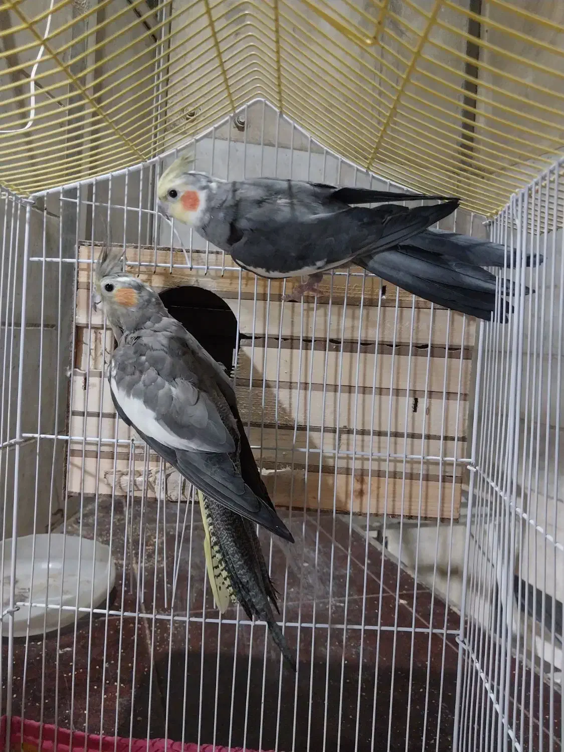 عروس هلندی مولد به شرط جوجه دهی|پرنده|کرج, شهرک سهرابیه|دیوار