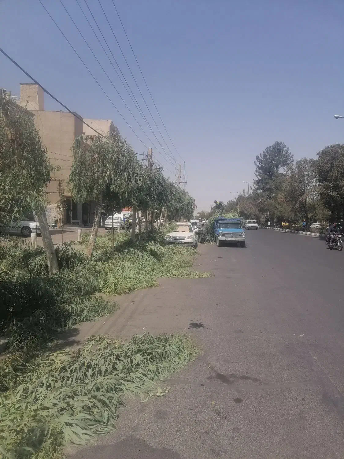 خریدوفروش انواع درختان خشک وتر وهرس درختان|خدمات باغبانی و درختکاری|قم, کلهری|دیوار