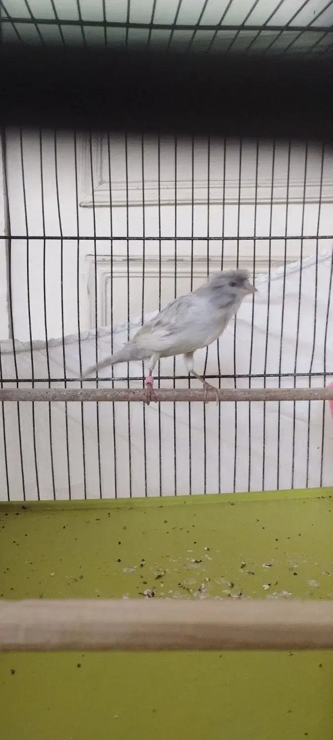 قناری نر نقره آبی|پرنده|اندیشه, شهرک المهدی|دیوار