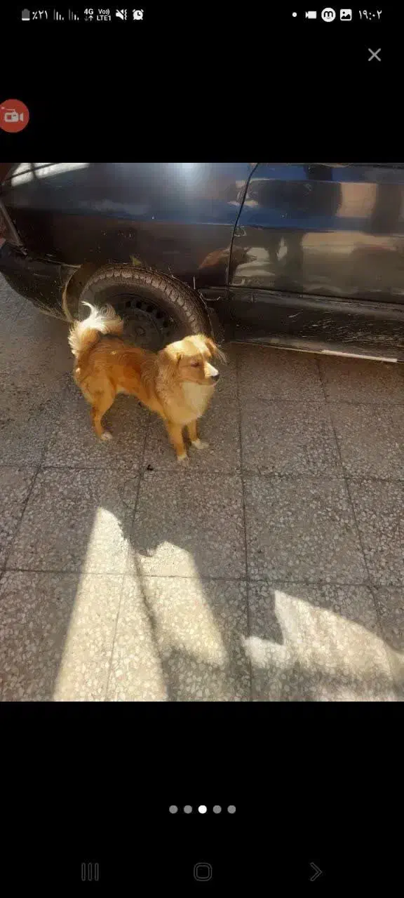 سگ گمشده|حیوانات|شیراز, مسلم|دیوار