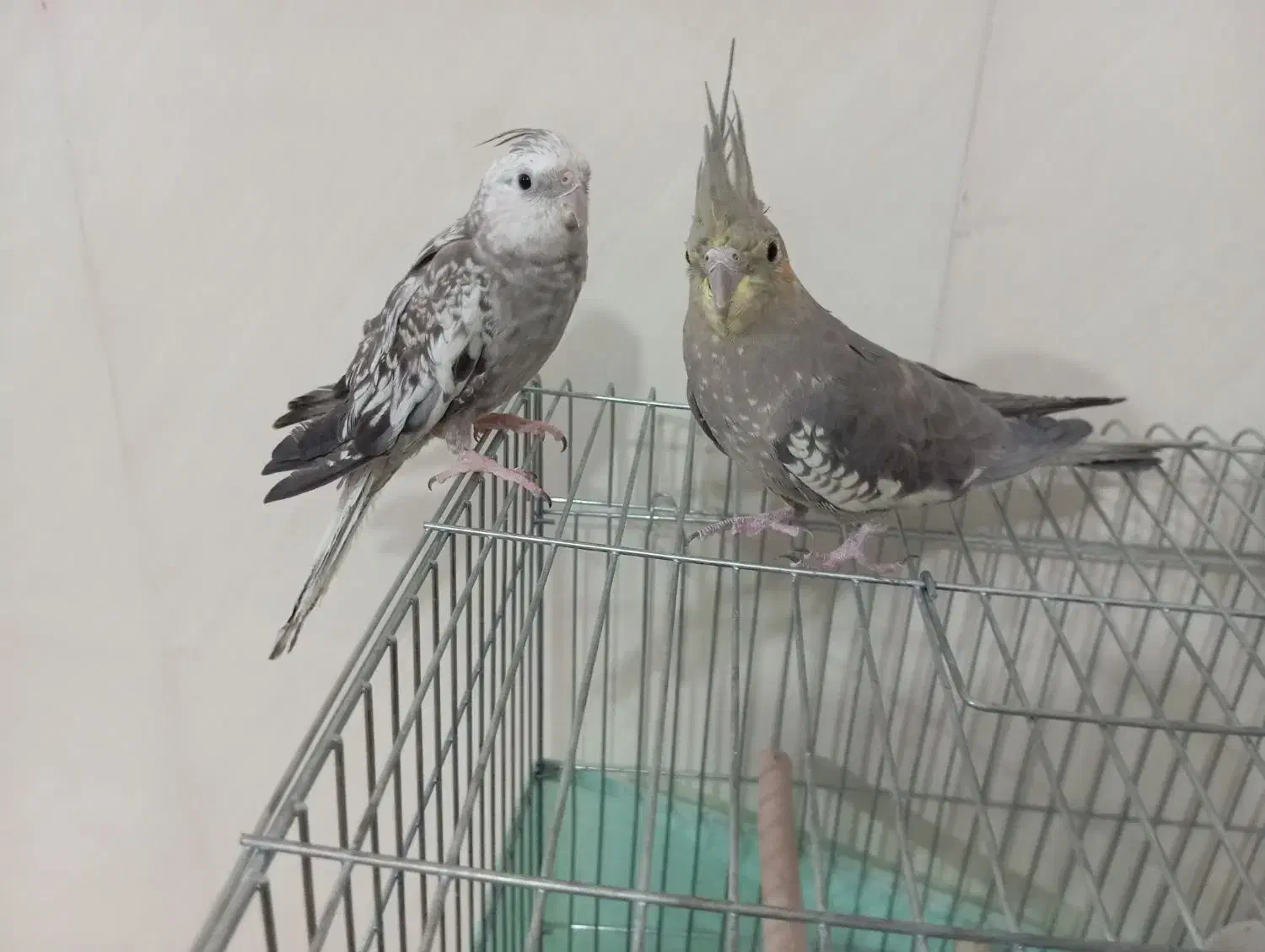 دو عدد عروس هلندی همراه قفس|پرنده|پاکدشت, حصار امیر|دیوار