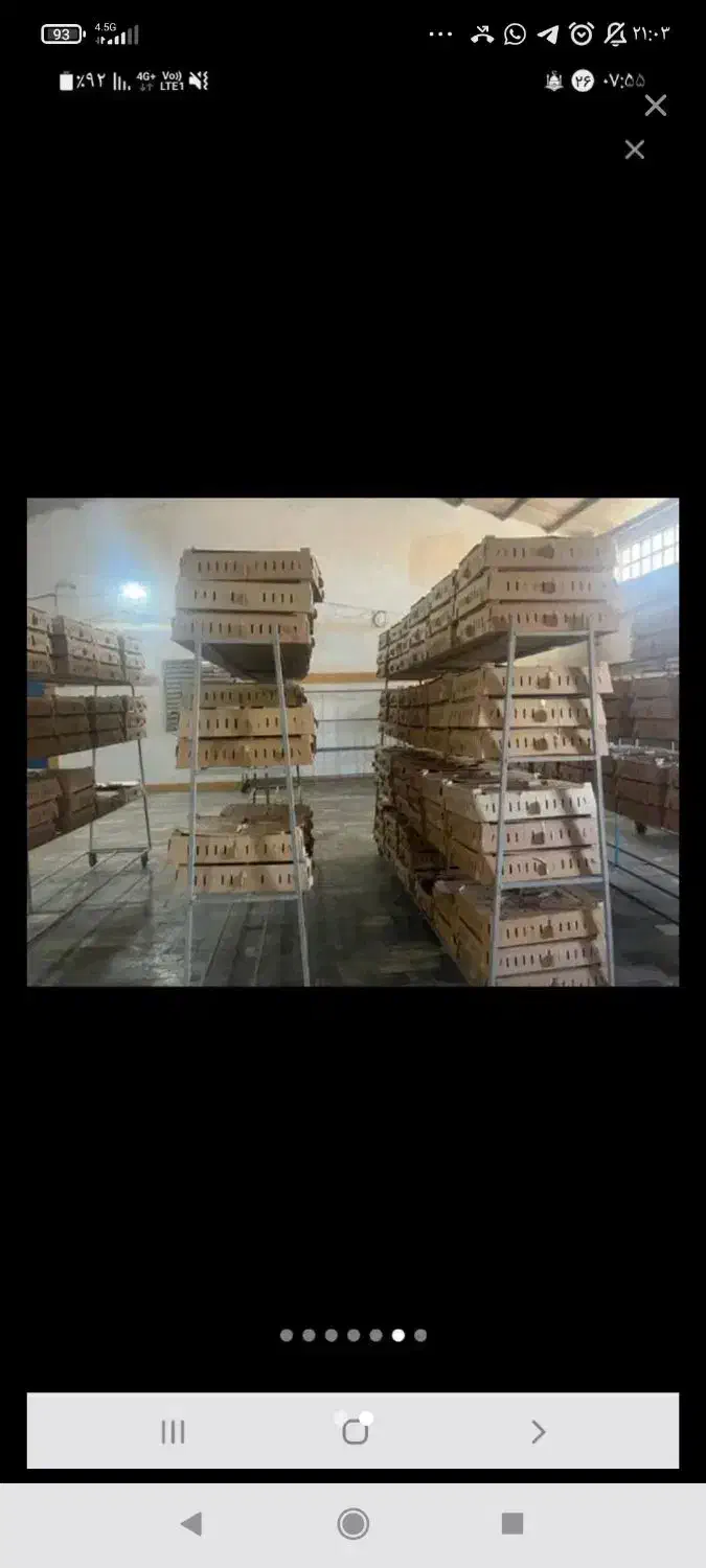 جوجه اردک سنگین وزن زیر قیمت تعداد بالا|حیوانات مزرعه|خرمآباد (تنکابن), |دیوار