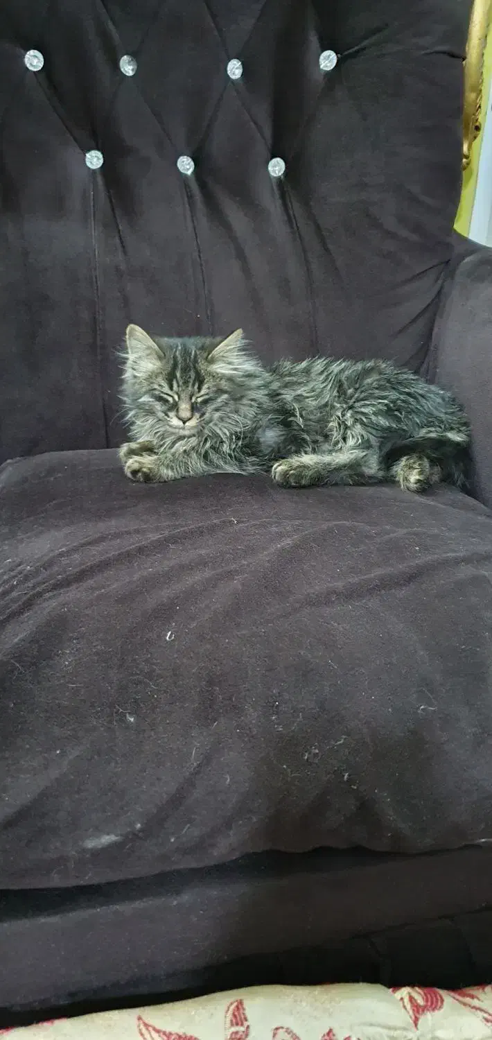 بچه گربه|گربه|مشهد, نظام دوست|دیوار