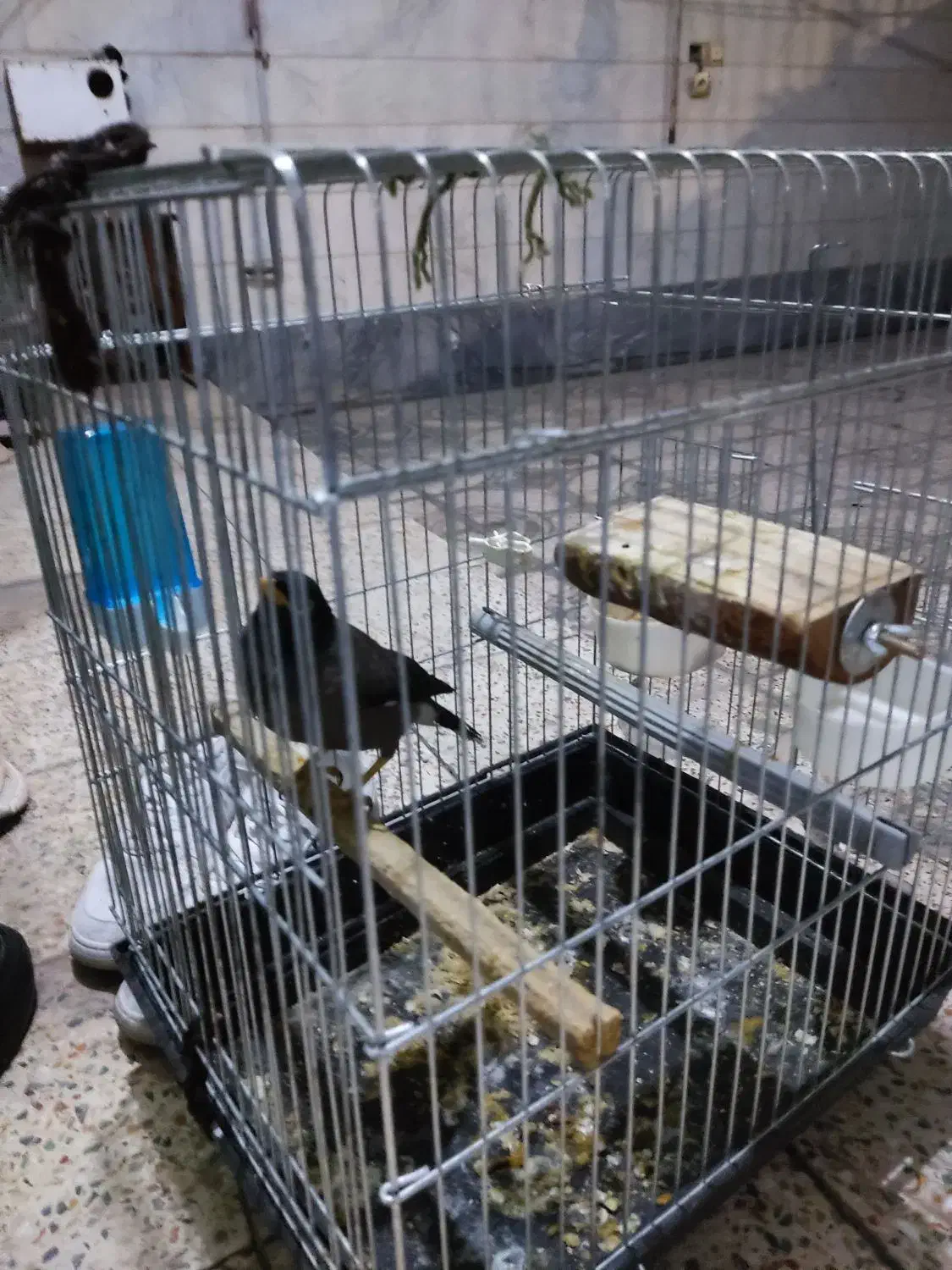 مرغ مینا|پرنده|شهریار, دهشاد بالا|دیوار