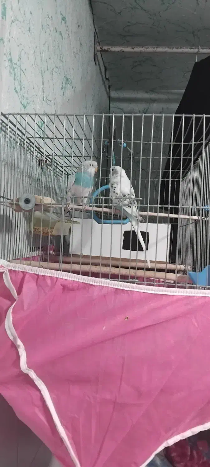 مرغ عشق|پرنده|پاوه, |دیوار