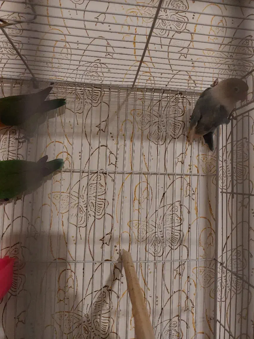 عروس کوتوله با جوجه و تخم|پرنده|مشهد, شهرک مهرگان|دیوار