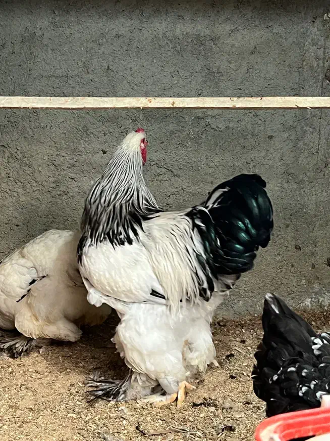 جفت برهما|حیوانات مزرعه|گلوگاه, |دیوار