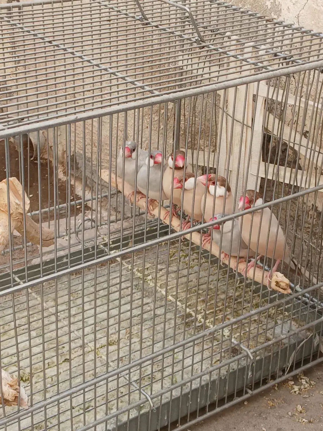 فنچ نرگسی شکلاتی ۲ جفت زیر قیمت|پرنده|تهران, استاد معین|دیوار