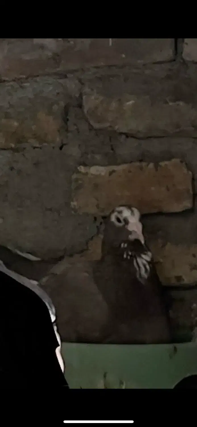 ماده پلنگ|پرنده|کرمان, |دیوار