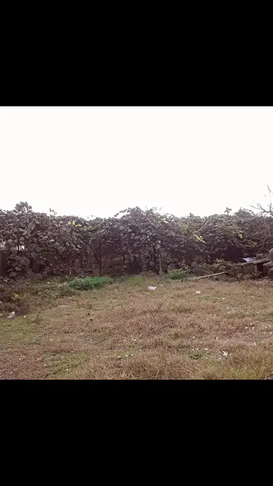 فروش زمین ویلایی درشهرحویق نزدیک به طرح ساحلی زمرد|فروش زمین و ملک کلنگی|حویق, |دیوار